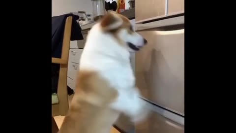 Funniest Cats and Dogs