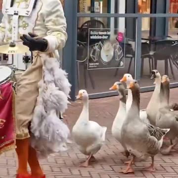 Goose parade in the Netherlands.. 😊
