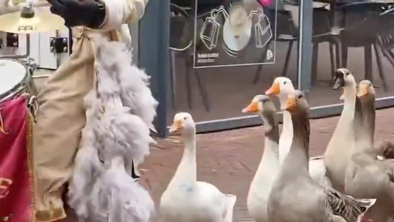 Goose parade in the Netherlands.. 😊