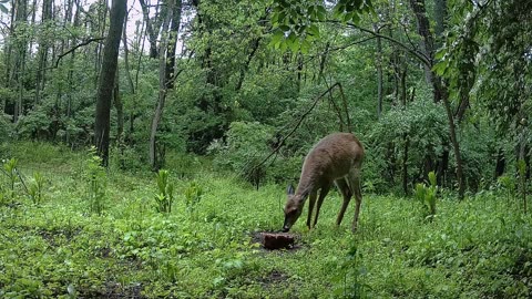 A Beautiful Doe, getting wide in the belly!