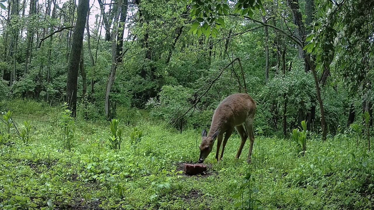 A Beautiful Doe, getting wide in the belly!