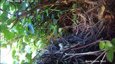 Two lovebirds hatched 🐣🐥❤