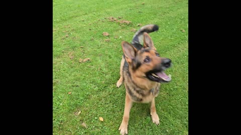 Sable german shepherd.