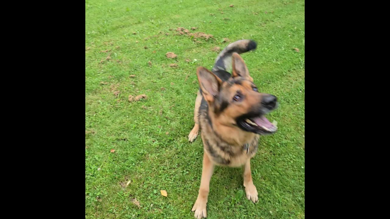 Sable german shepherd.
