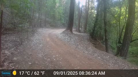Mama and Cub Are Back