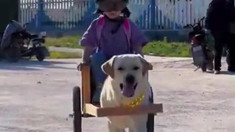 Cute Dog is Picking Up the Little Girl from School 🥰