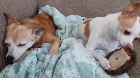 Funny Dog and His Toy