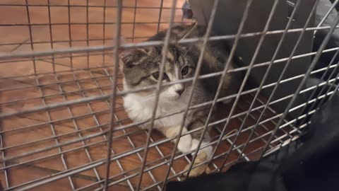 The one kitten rescued