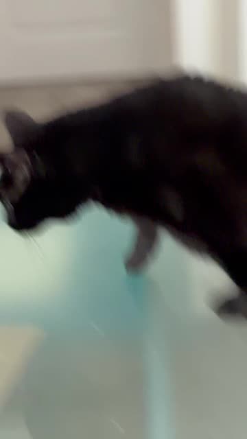 Cute Precious Piper Practices the High Jump - My Adopted Shelter Cat Vlog #shorts
