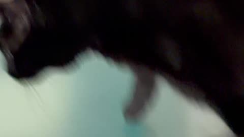 Cute Precious Piper Practices the High Jump - My Adopted Shelter Cat Vlog #shorts