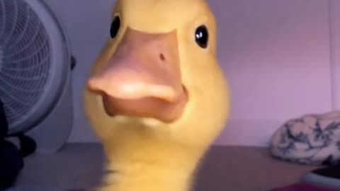 Funny Duckling Video | Cute Baby Duck Meme | Adorable Duck Short | Funny Animal Shorts 2025 #shorts