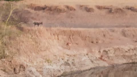 Impala Narrowly Escapes Wild Dogs