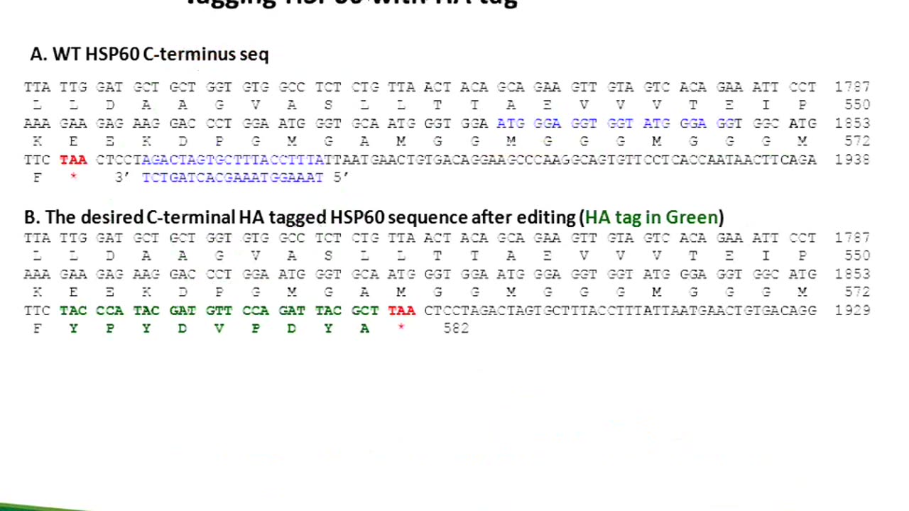 OriGene offers CRISPR/Cas9, the latest and effective tool for genome editing. This webinar covers the basics of the CRISPR/Cas9 system, as well as the applications of this novel technology
