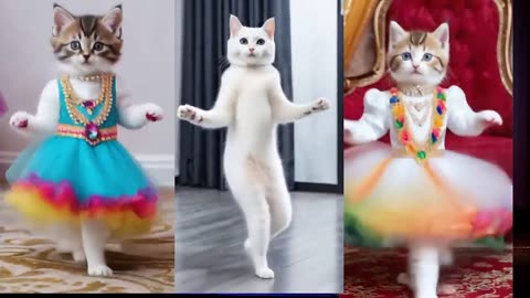 Cute videos