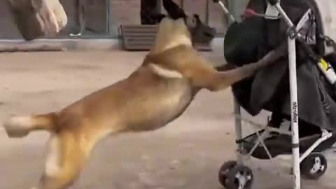 smart 👍 dog