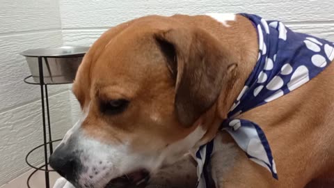 Goliath 5y A830498@TRN whines, moans loudly often because he misses his comfy home dearly20250727200