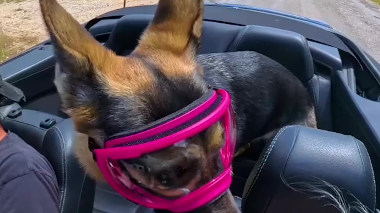 German Shepherd LOVES convertible car rides