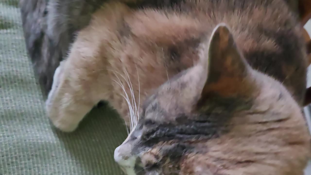 Miss Kitty.