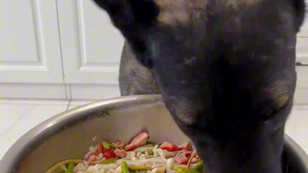 Foodie pup