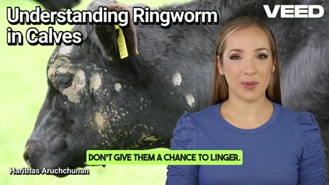 Conquer Ringworms in Calves:Esstential Tips