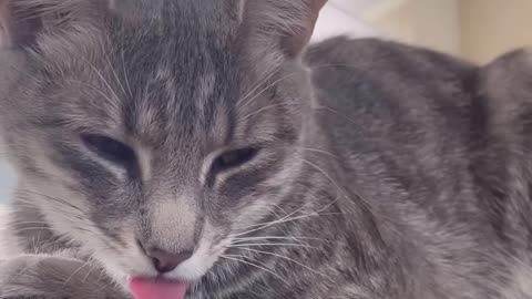 Cat Falls Asleep With Tongue Out