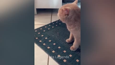 Funniest Animals 2025😂 New Funny Cats and Dogs Videos 😻🐶