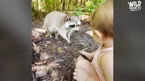 Raccoon Brings Her Babies To Meet Her Human Best Friend Every Year The Dodo