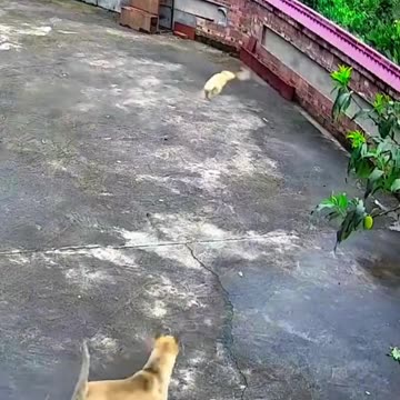 Wait for the end 😱