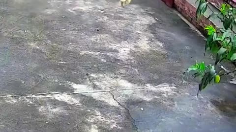 Wait for the end 😱