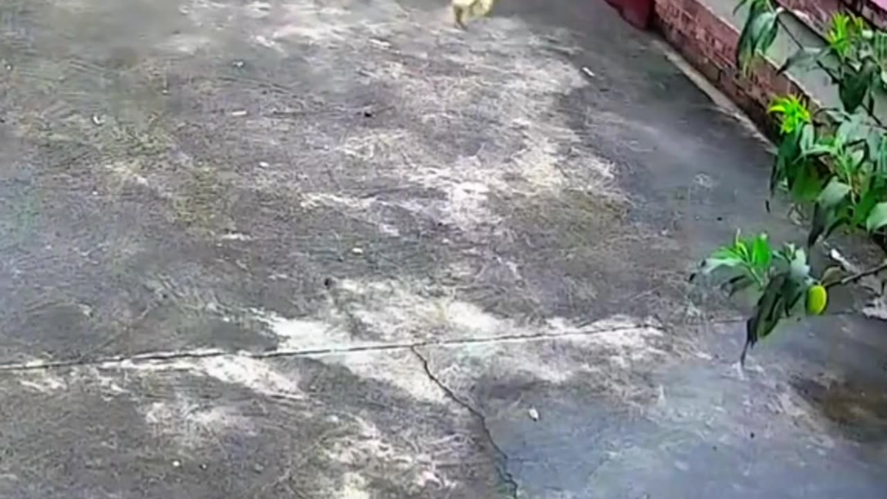 Wait for the end 😱