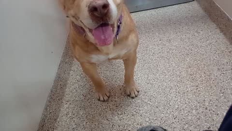 Rocky-tan 6y A802127 Mitzy-B&W 3y A851289 kennel 180 PACC shelter separated & fed Rocky20251123190