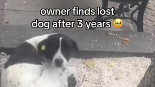 Owner finds lost dog after 3 years 🥹