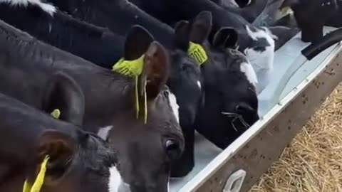 Feeding Time for the Baby Cows! 🍼🐄