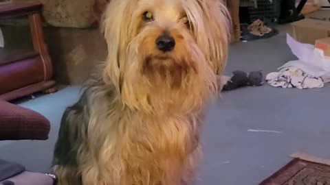 Batman wants to drive the car #yorkie #funnydgos #dogdriving