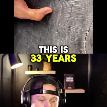 ancient tree puts life and time in perspective