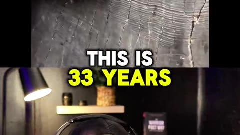 ancient tree puts life and time in perspective