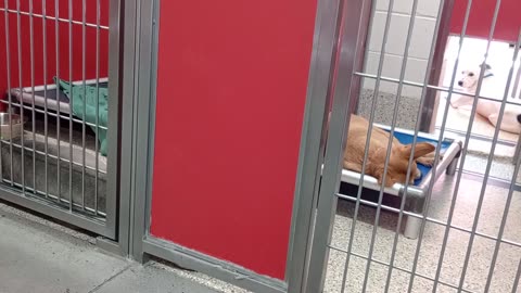 Adara-tan napping on bed in corner 2y A860937 Huey 1y A865645 kennel 46 pod 2 PACC shelter78