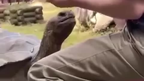 Observe these animals, showing a profound understanding that we often overlook