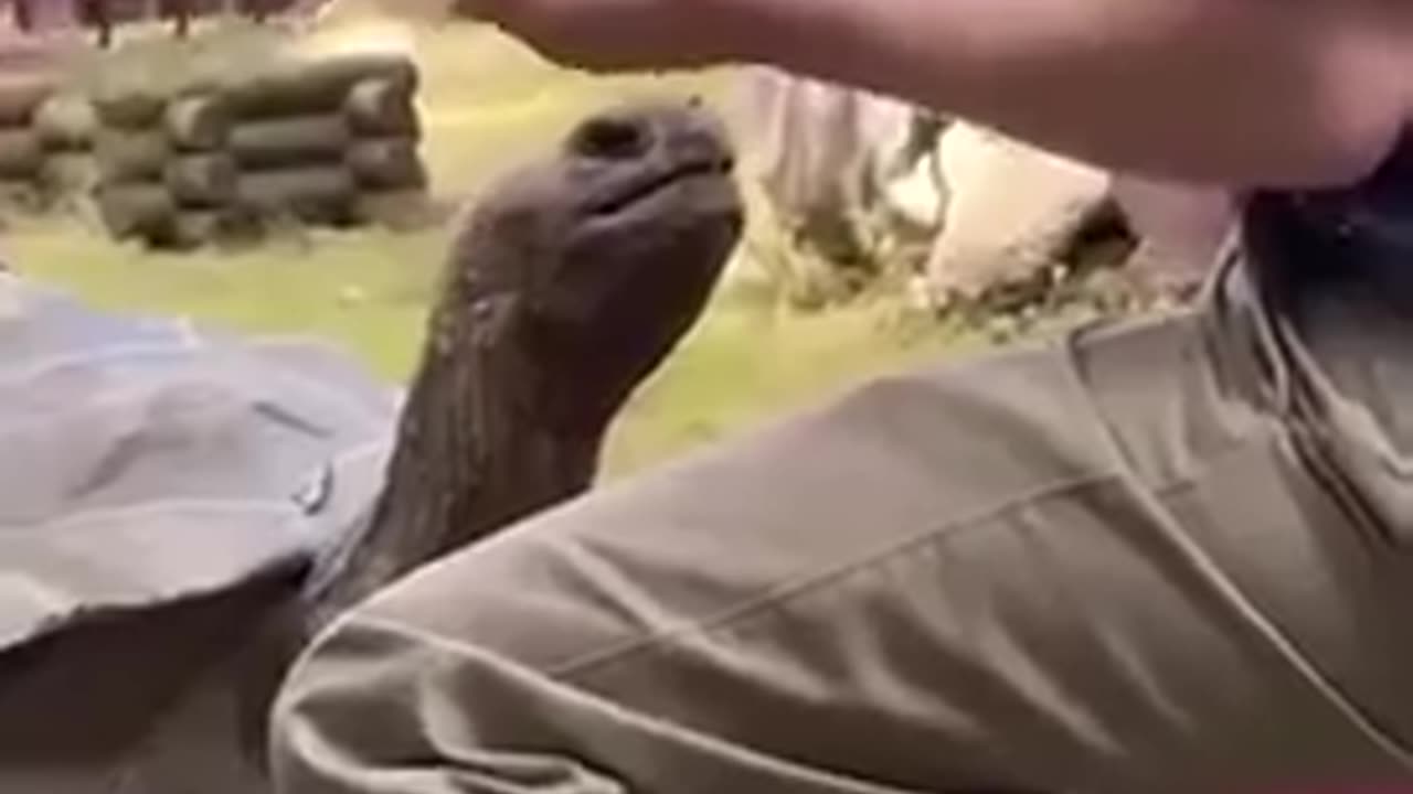 A MUST SEE...YOU'LL THANK ME..Observe these animals, showing a profound understanding that we often overlook