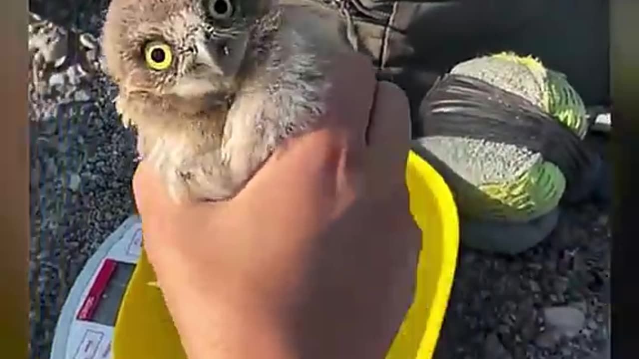 Baby Owl Has NO Survival Instincts