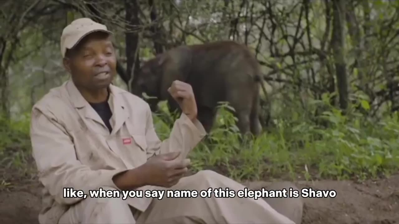 A young elephant hears it's name and decides to interrupt an interview