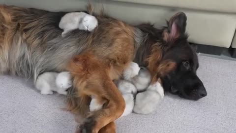 The Mom Cat was Surprised! German Shepherd Takes Better Care of Kittens Than She Does