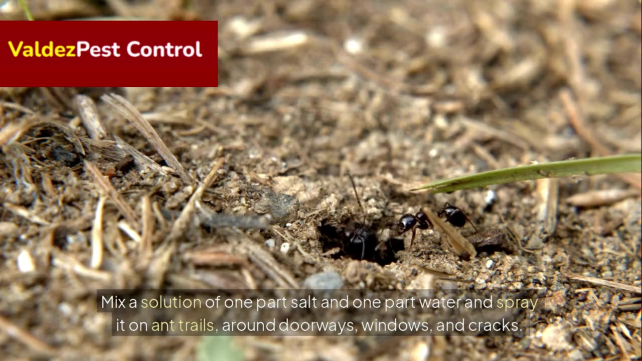 How to Use Salt to Get Rid of Ants, Slugs & More