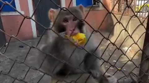Monkey Trolling
