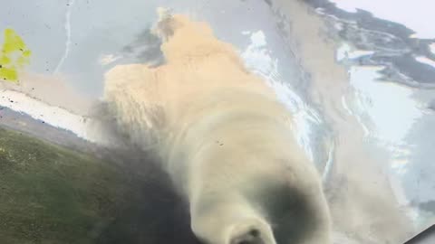 Jumping polar bear jack flashing 😂