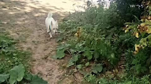 dog