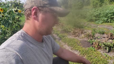 Pocket Gopher (Mole) Trapping
