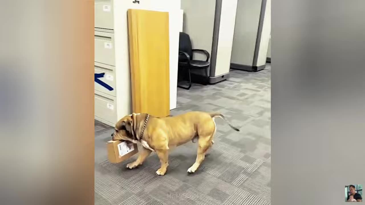 funniest-animals-will-turn-any-bad-mood-into-pure-joy