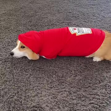 Talking Dog Thinks He is a TOMATO! #shorts #corgi