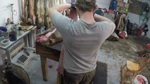 Otter Skinning - Part 3 Boarding